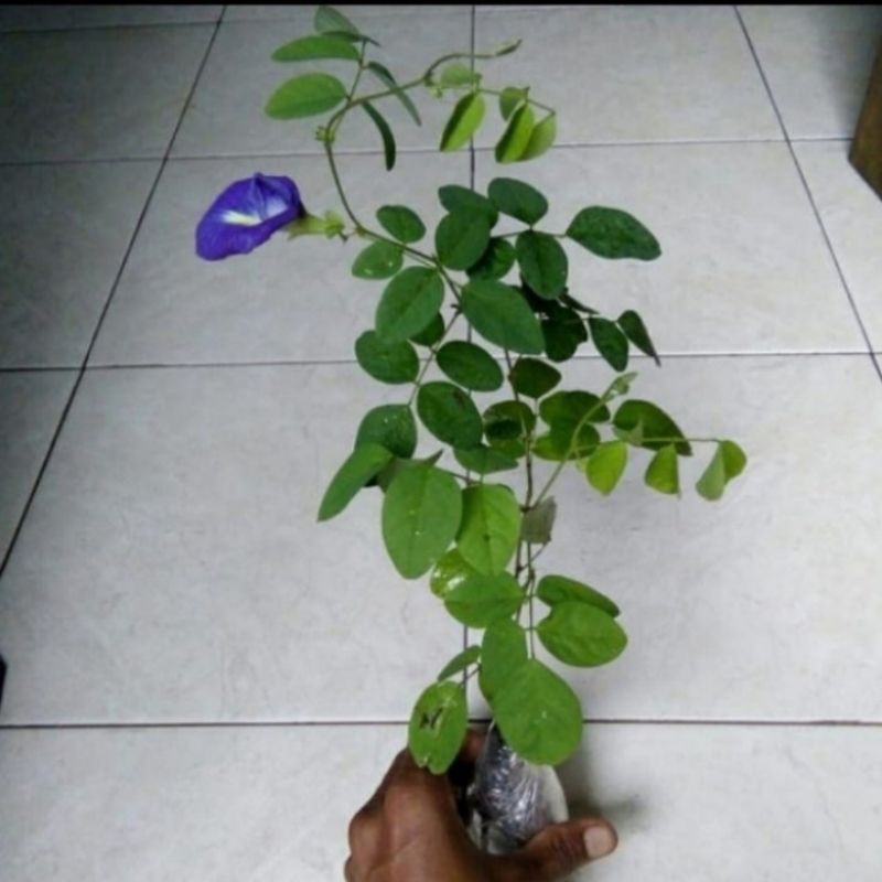 

kembang teleng
