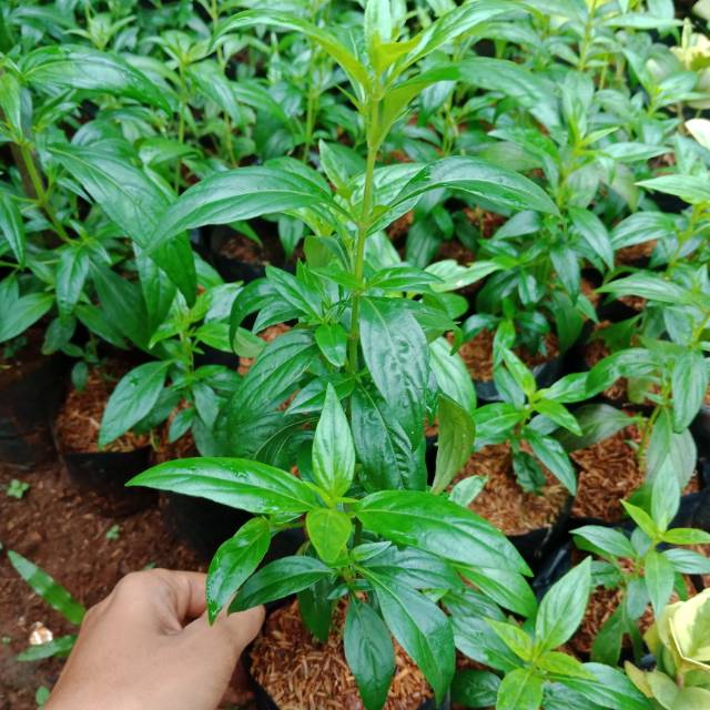 Bibit tanaman sambiloto tanaman herbal sambiloto pohon sambiloto herbal andrographis paniculata