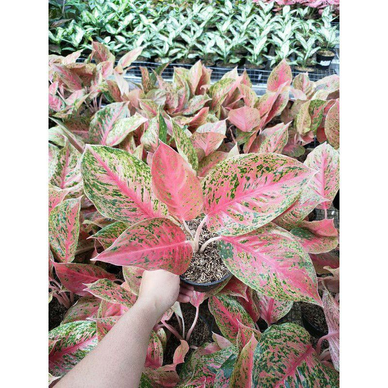 aglonema striptis remaja