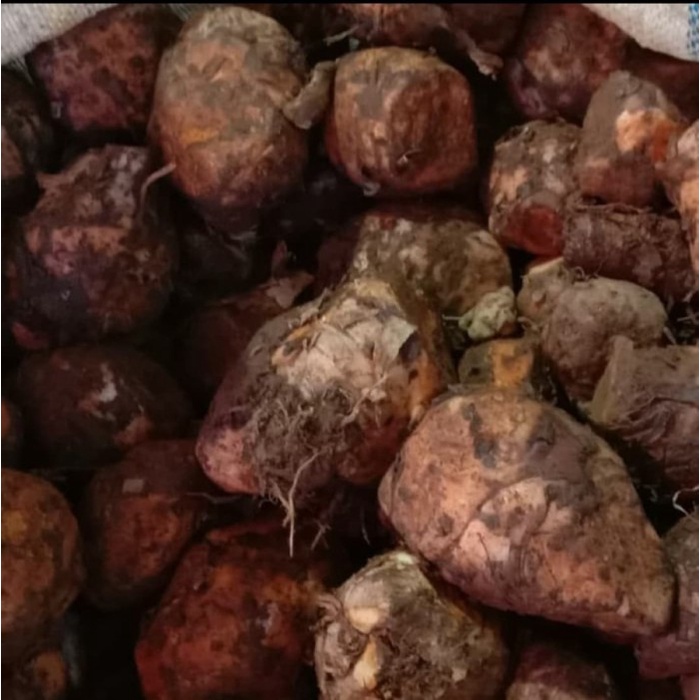 

Temulawak Asli Segar 500 Gr Obat Herbal Nafsu Makan