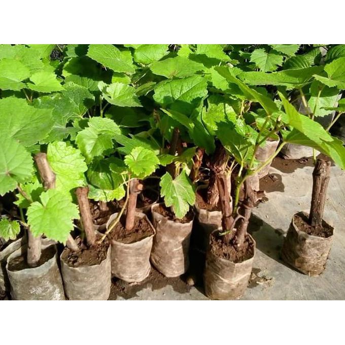 Bibit Buah / Benih Buah Berkwalitas Bibit Tanaman Anggur Yellow cups