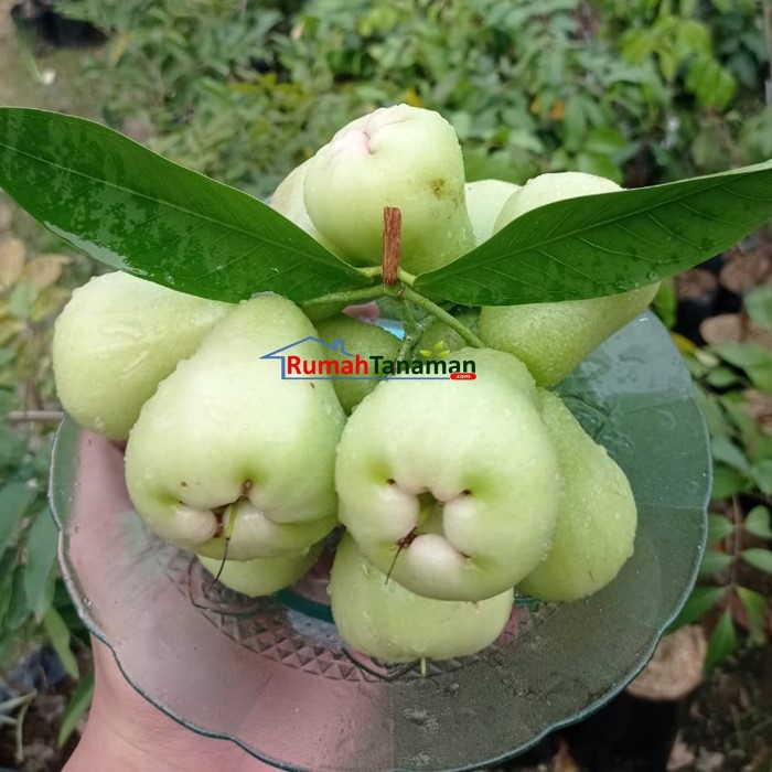 Bibit Tanaman Buah JAMBU AIR MADU DELI Premium