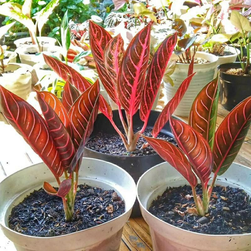 Tanaman hias anakan aglonema red Sumatra 1-2 daun