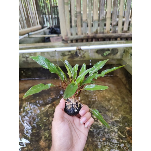 crypto wendity green media wabikusa/pakis