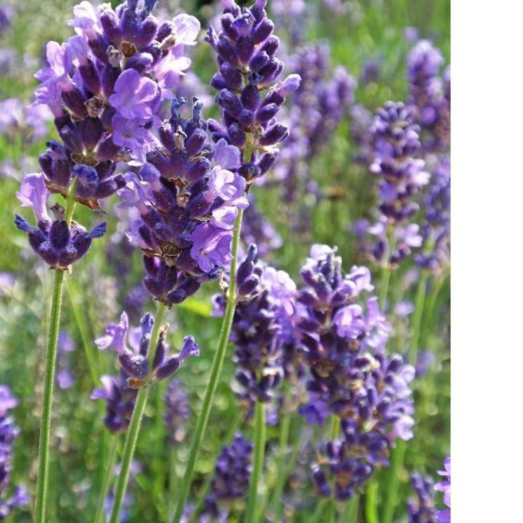 Jual Bibit Benih Biji Bunga Vera Lavender Lavandula Angustifolia