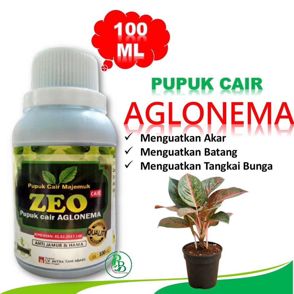 Pupuk tanaman aglonema hias terbaik, pupuk aglonema biar cepat beranak