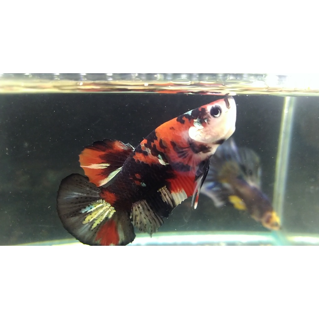 CUPANG RED KOI COOPER IRONMAN BAHANAN TERBARU CALON FULLBLOK (100% REAL PICT/ SESUAI FOTO)