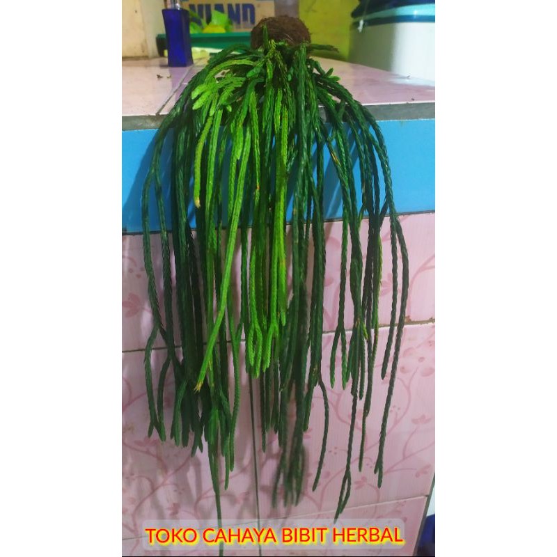 (TERMURAH) bibit Rumpai lycopodium EKOR KUDA tanaman hias rumpai original/gambar asli