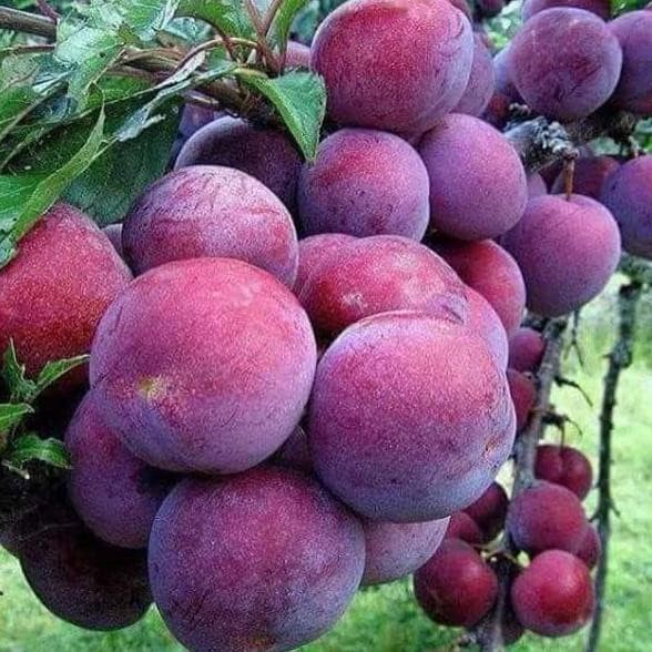 Bibit tanaman buah plum ausy Bibit Buah Plum