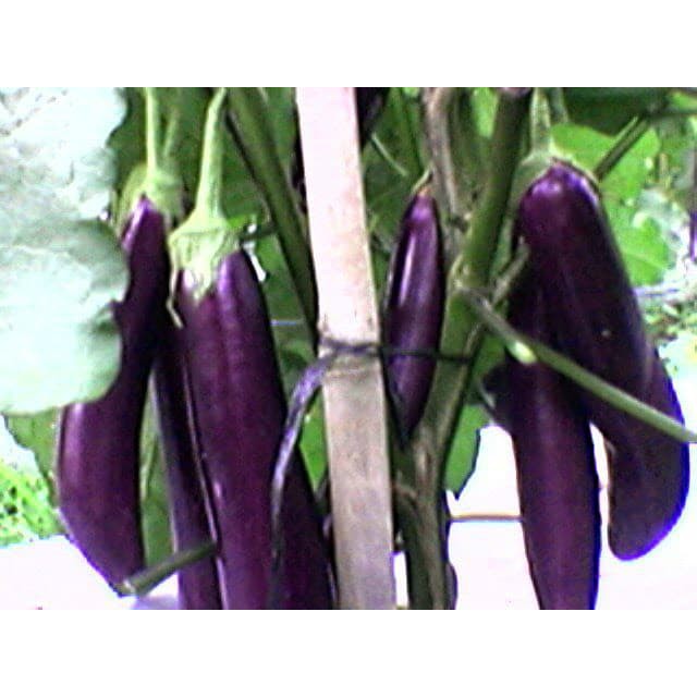 

Bibit Sayur Terong Ungu Menemani Saat lalapan Berkualitas