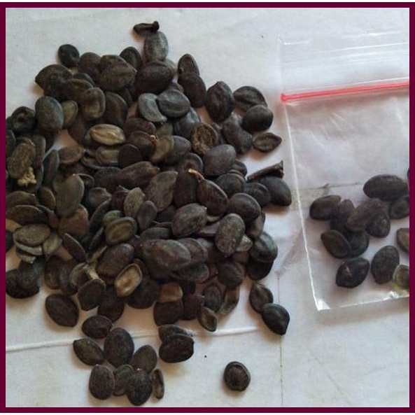 Biji Kaliandra Merah, Benih Kaliandra Merah Terbaik, Biji Kaliandra Merah 100 Biji + Bonus 10 Biji