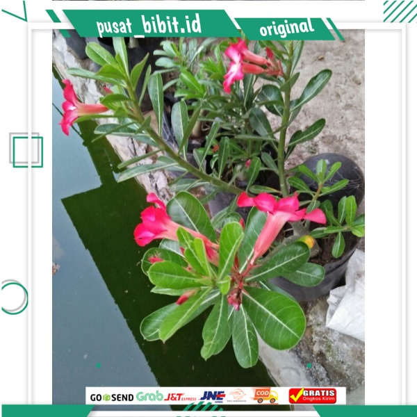 Bibit bunga kamboja