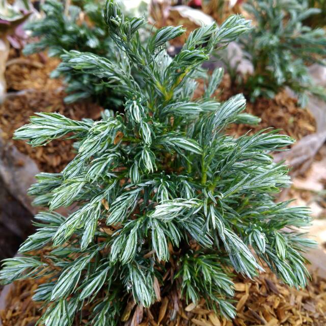 Pohon Cemara Perak /Tanaman Hias Cemara Perak