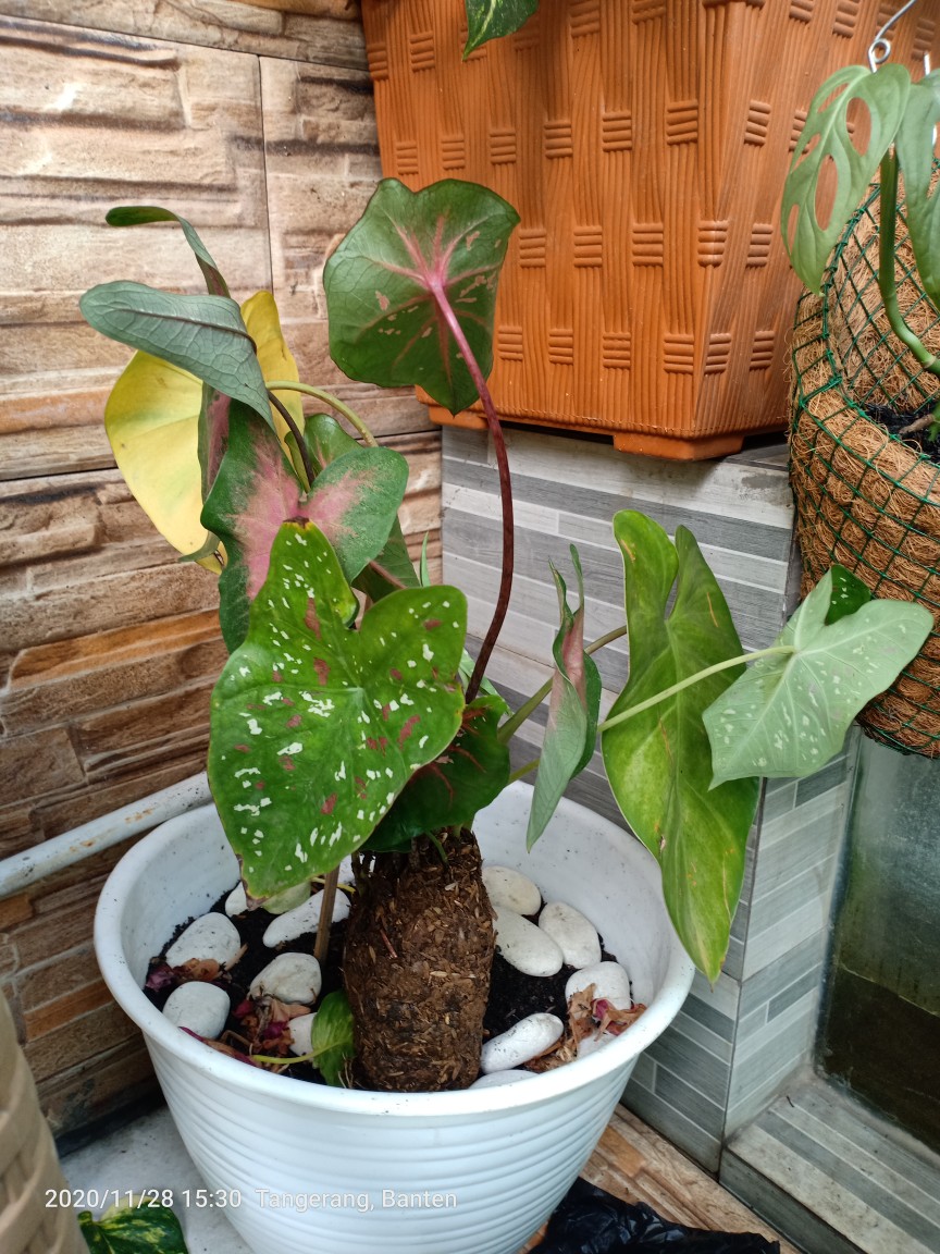 Tanaman Hias Pink Love Tanamn Hias Cantik