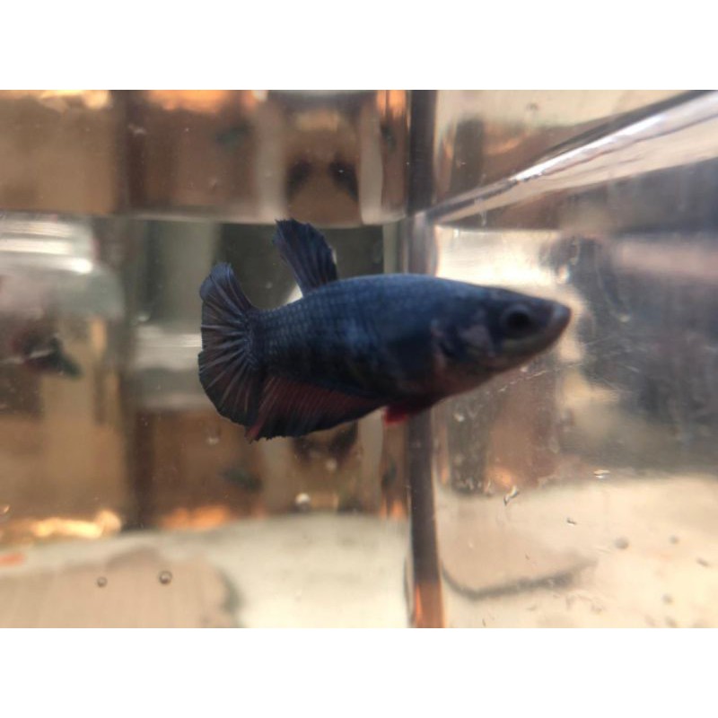 cupang avatar/ gordon