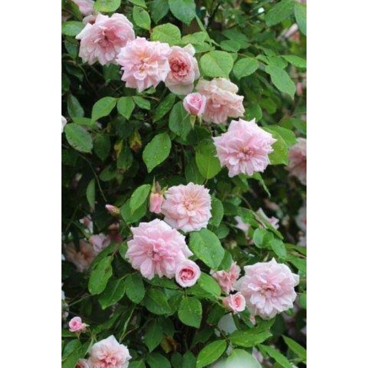 mawar import CACILE BRUNNER(clembing) bibit