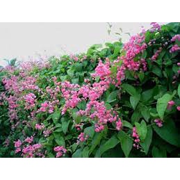 bibit amp besar ( pink)