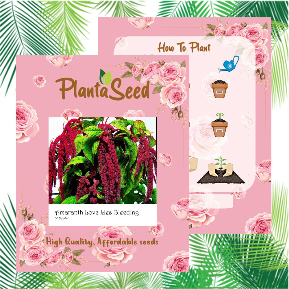 PlantaSeed - 50 Seeds - Amaranth Love Lies Bleeding Biji - PAS0239