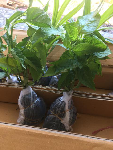Bibit Cabe 10 Biji 10.000