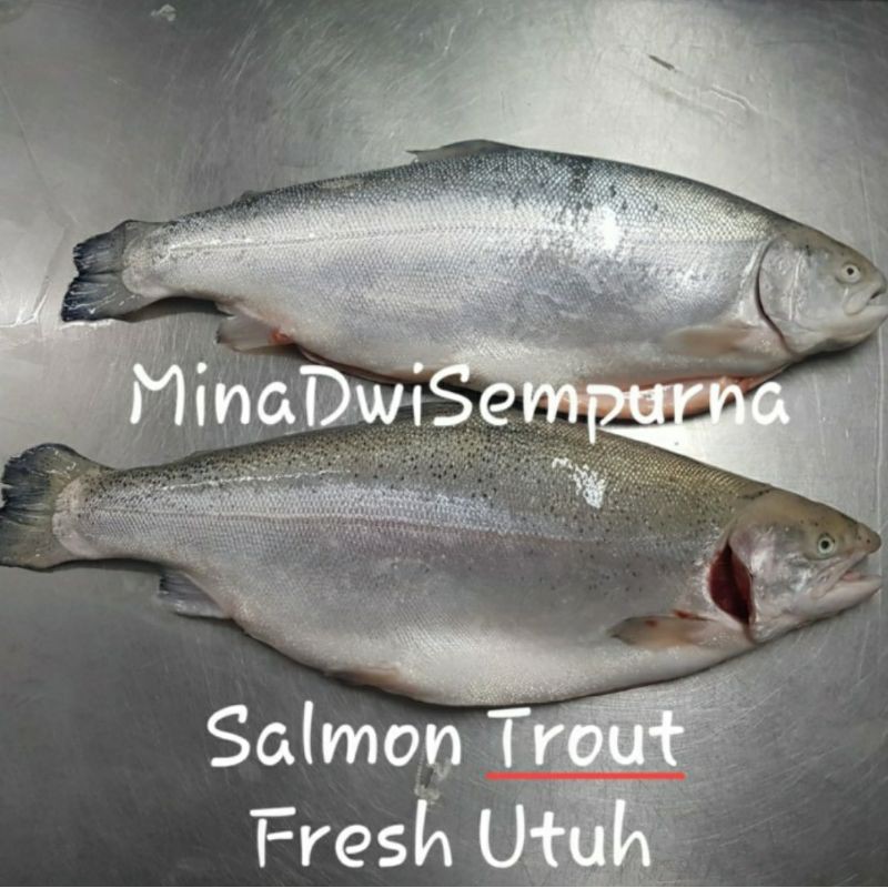 

Salmon Fresh Utuh Shasimi / Trout Norweigian