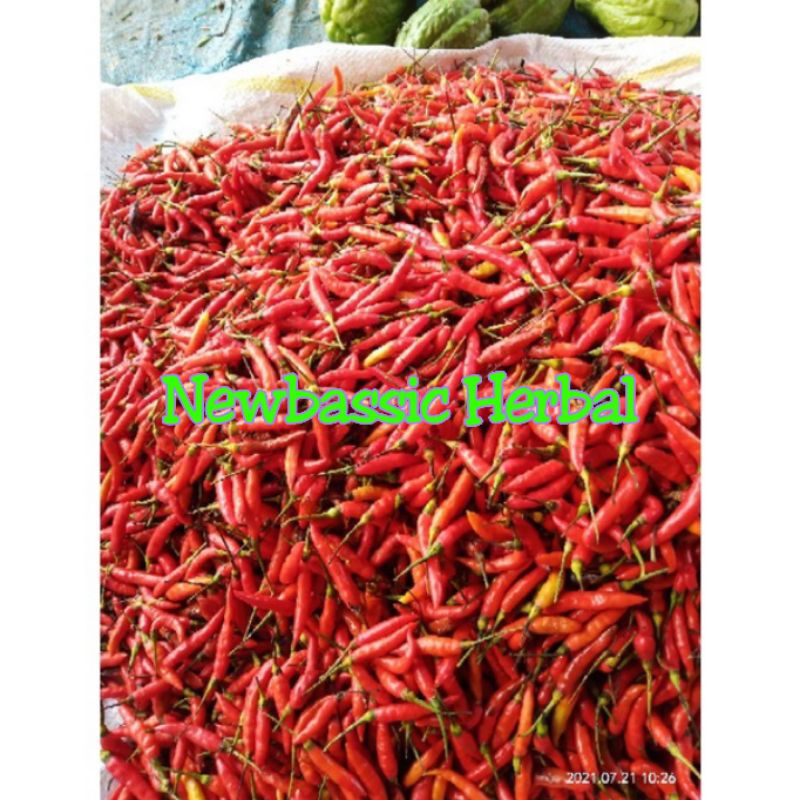 

cabe setan rawit setan paket hemat 500 gram