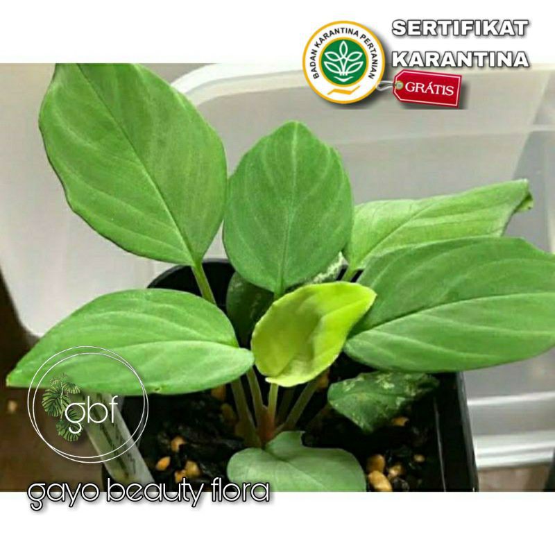 [ RARE PLANT ] - Tanaman Hias - Homalomena Green Humilis / Homalomena Green Velvet / Borneo Sp.
