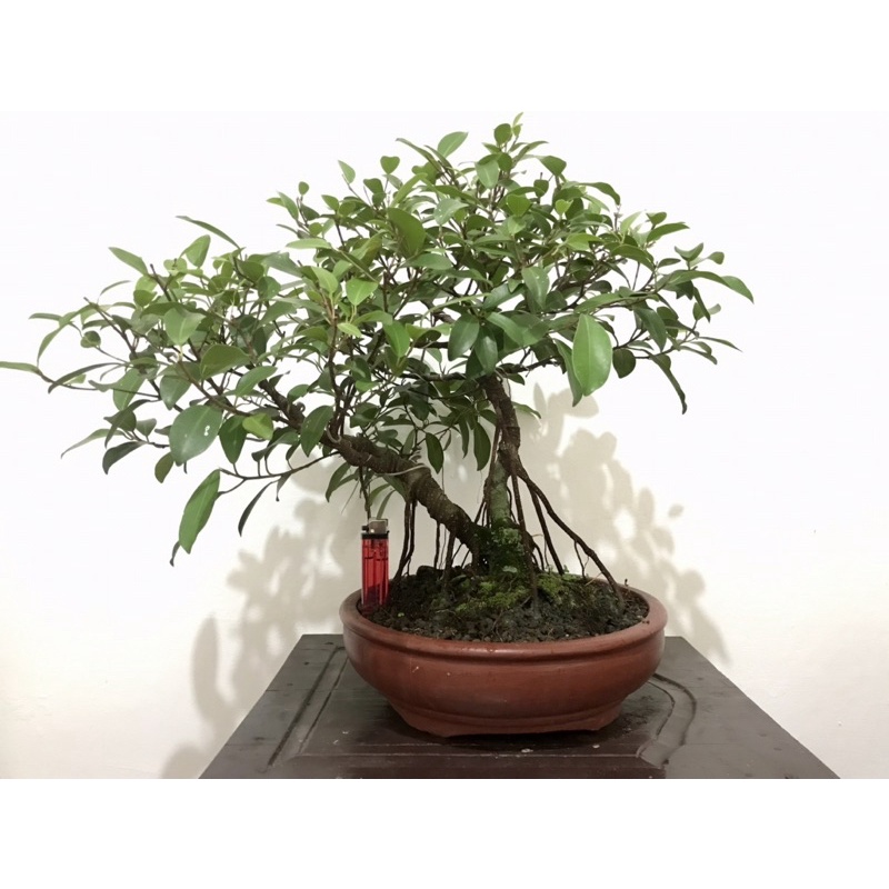 Bonsai beringin iprik sudah jadi real pic, tinggal pajang