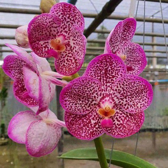 PROMO Anggrek Vanda Pink Dewasa Siap Spike dan Knop Limited Edltion HEMAT