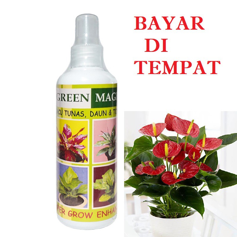 PUPUK TANAMAN HIAS MURAH GREEN MAGIC PENUMBUH TUNAS BUNGA DAUN AMPUH