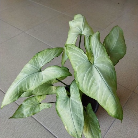 Syngonium Lumia Tanaman Hias Bunga Murah Syngonium Lumia Syngonium Murah