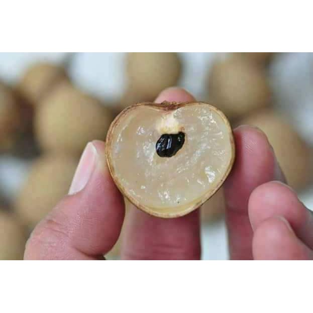 Giant Longan / Klengkeng Giant