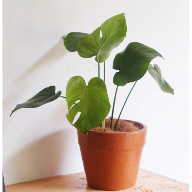 Bibit tanaman hias monstera deliciosa / bibit tanaman monstera / tanaman hias monstera