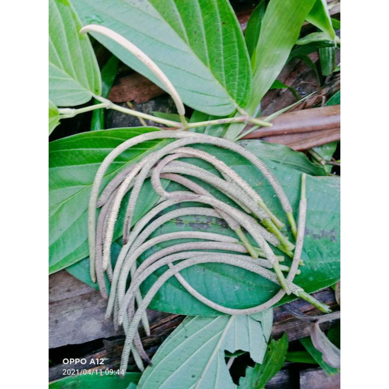 

buah sirih hutan segar 250 gram