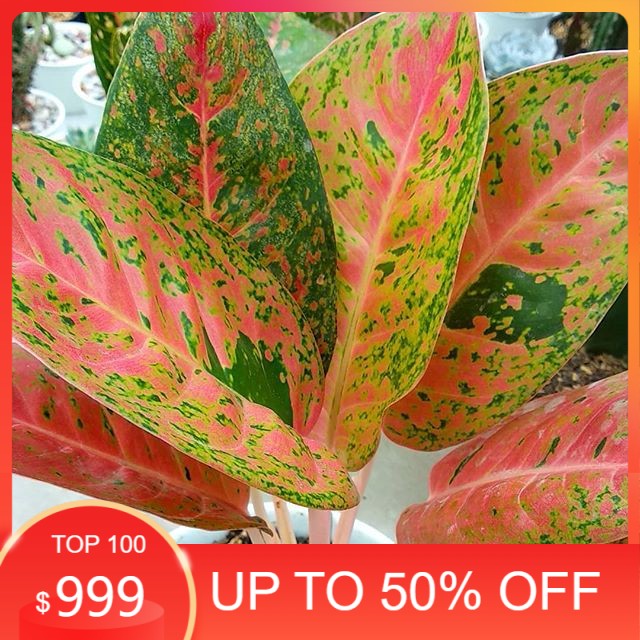 aglonema BIG ROY termurah