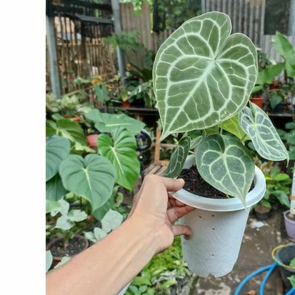 kuping gajah clarinervium original