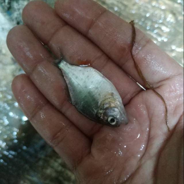 Ikan piranha