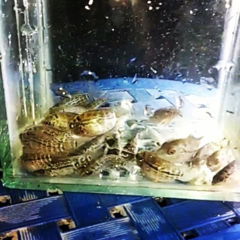 

burayak louhan golden base x golden base , terlampir video induk nya