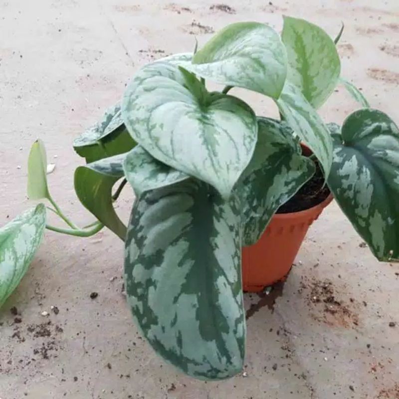 TANAMAN HIAS SCINDAPSUS EXOTICA