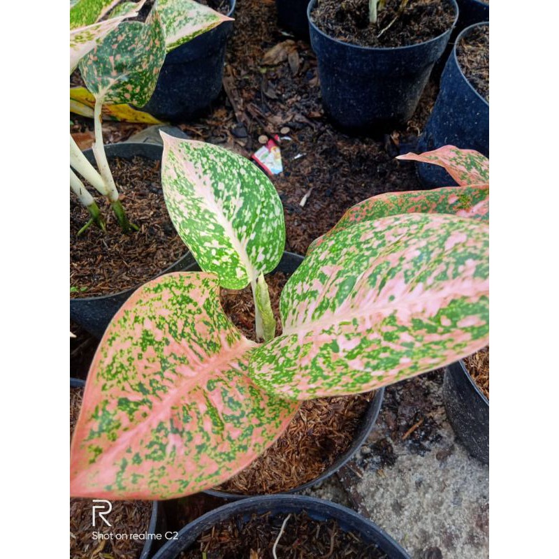 AGLOMEMA STARDUST ORANGE BEBY/ANAKAN SUPER
