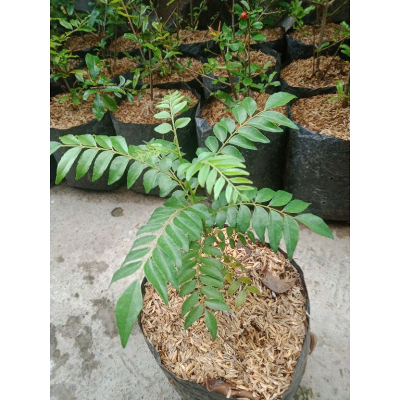 tanaman hias daun kari