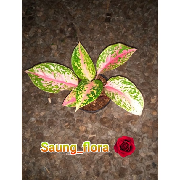 Aglaonema Grace Pink // Tanaman hias aglaonema grace pink murah