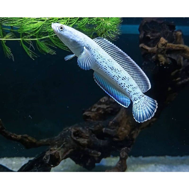 Channa Stewarti 4-5cm/Chana stewarti karbialong 4-5cm