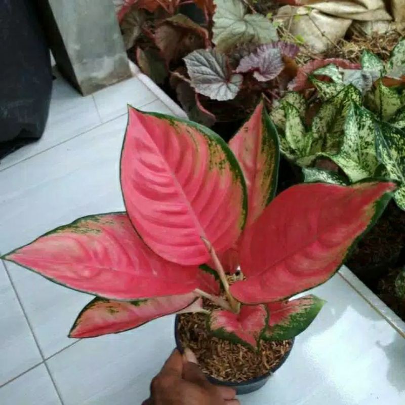 Tanaman hias AGLONEMA KOCHIN PINK-BIBIT AGLONEMA KOCHIN PINK
