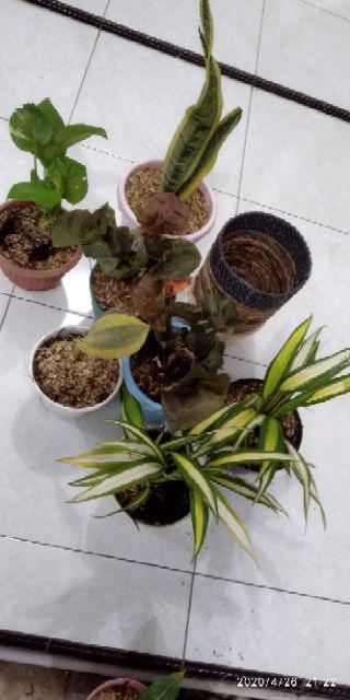Tanaman Hias Sansivera Masoniana White Varigata Plus Pot Nursery