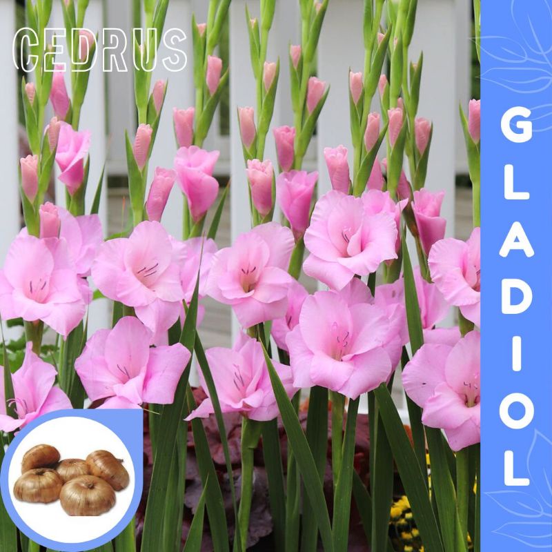 GLADIOL PINK Umbi Bibit Bunga