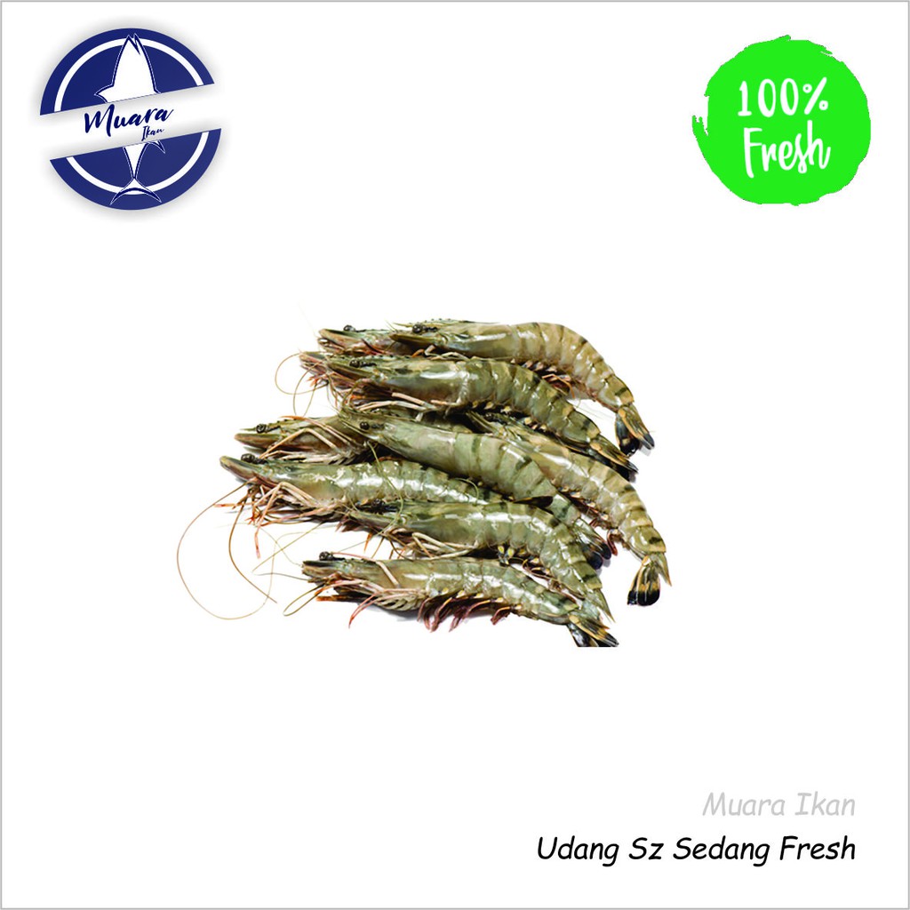 

Udang Fresh Ukuran Sedang - 500