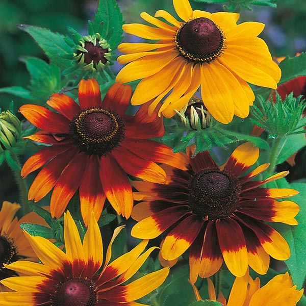 Benih Bibit Biji - Bunga Rudbeckia Gloriosa Daisies Cone Flower Seeds - IMPORT