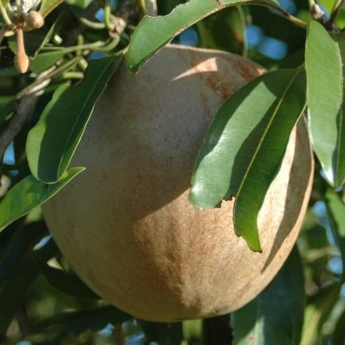 paket 3 bibit sawo jumbo