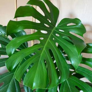  Tanaman  hias  philodendrum monstera monstera Daun besar  