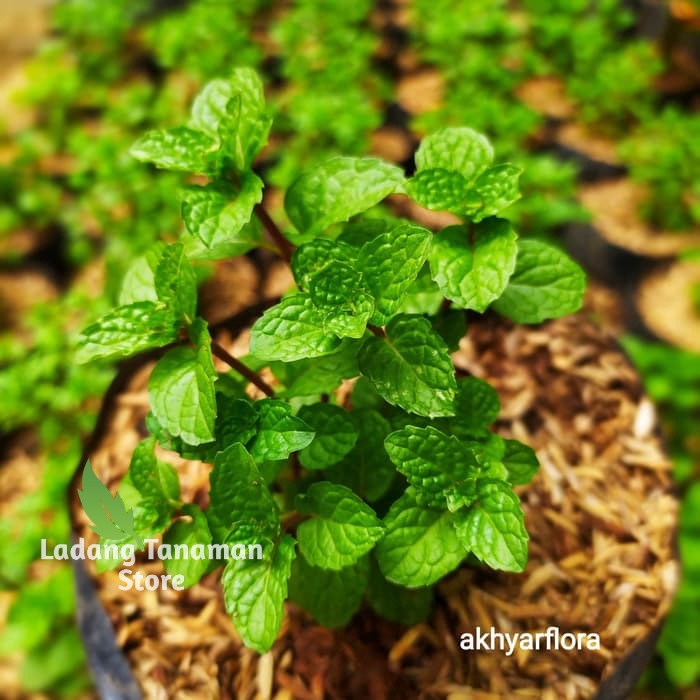 Bibit Mint Tanaman Mint Daun Mint